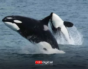 ballenas orcas