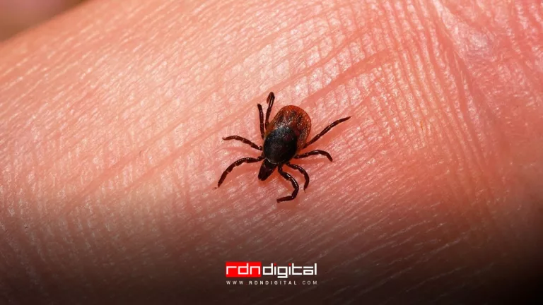 picaduras de garrapatas