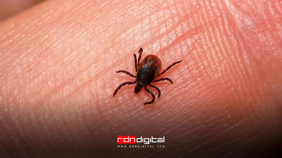 picaduras de garrapatas