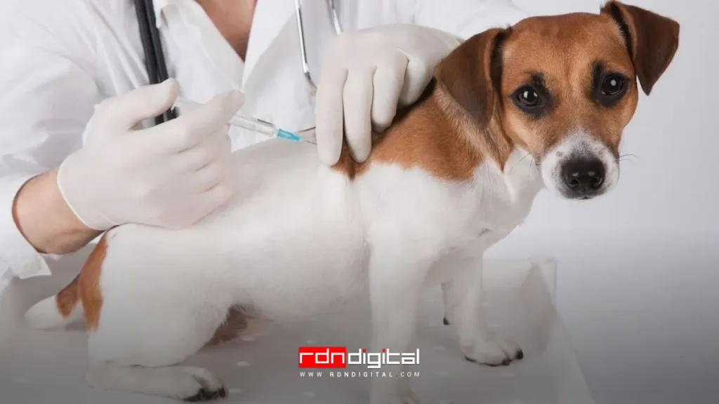 bañador de mascotas