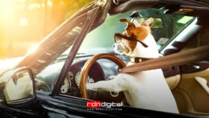 perro manejando coche y moto