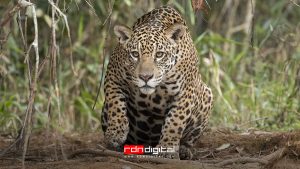 Leopardo ataca a perro